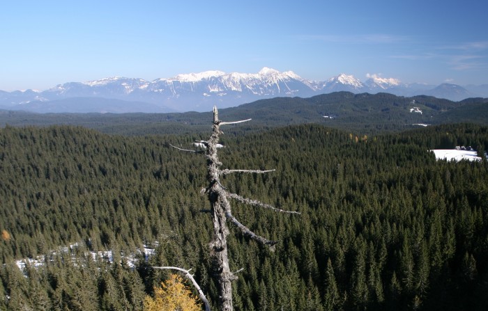 (Slovenski) Odprtje razstave Gozdovi Kranjske industrijske družbe