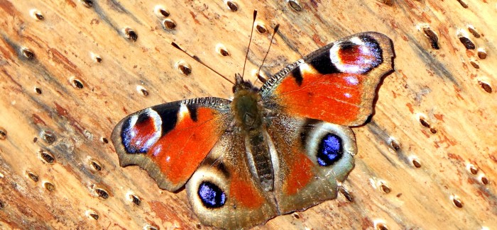 Lecture Butterflies in Slovenia