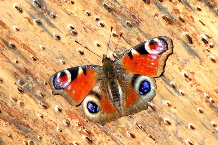 Lecture Daily butterflies in Slovenia