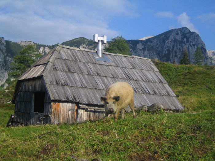 (Slovenski) Muzejski večer Bohinjske planine nekoč in danes