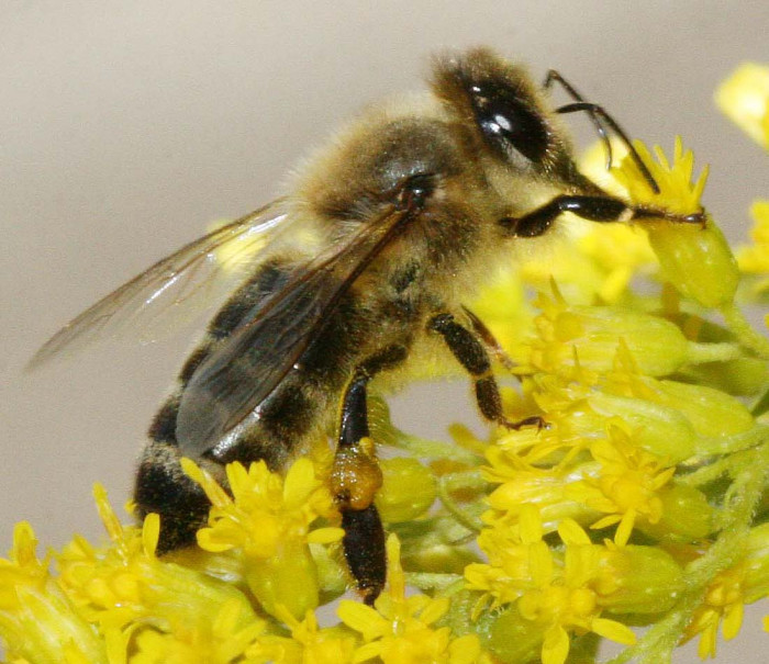 Apiterapija in čebelji izdelki